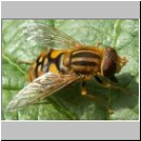 Parahelophilus sp - Teichrandschwebfliege w03.jpg